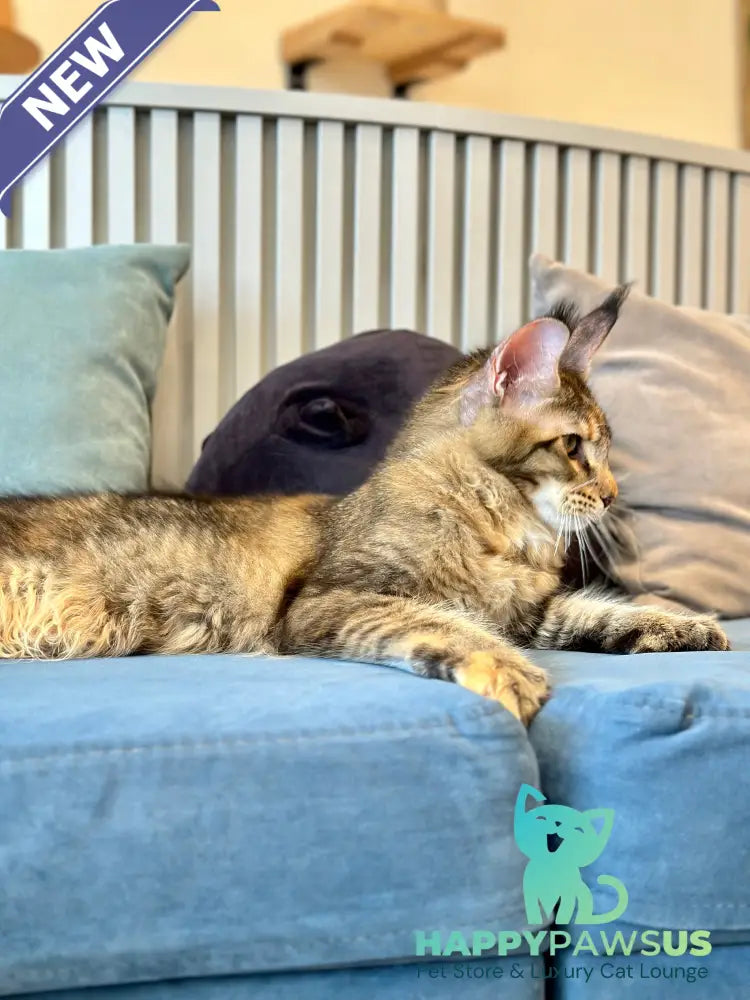 Dara Maine Coon polydactyl female tortie ticked tabby - live animals