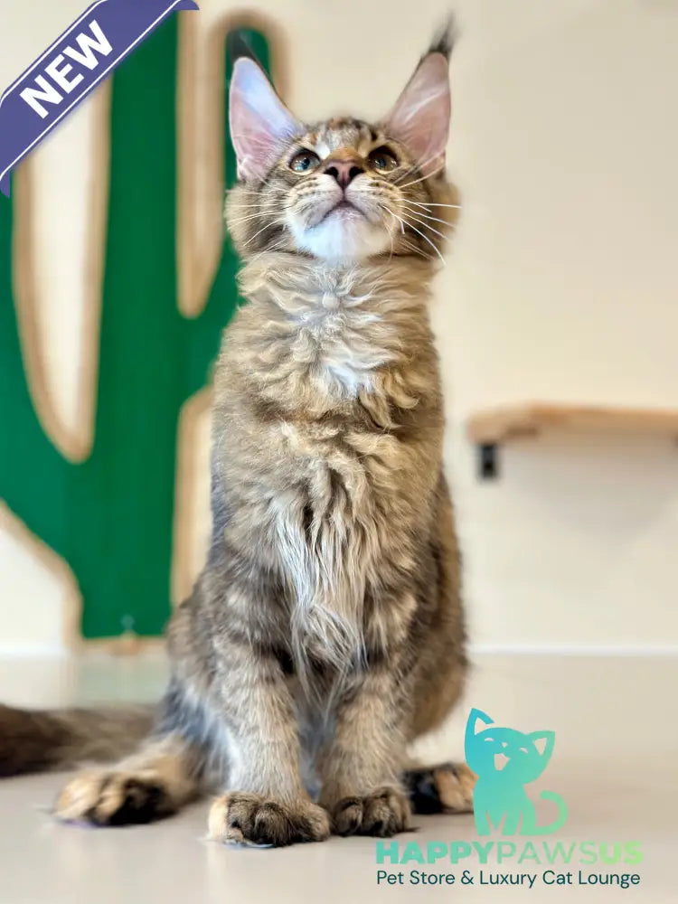 Dara Maine Coon polydactyl female tortie ticked tabby - live animals
