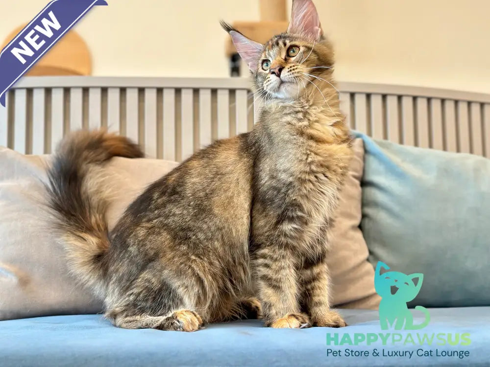 Dara Maine Coon polydactyl female tortie ticked tabby - live animals