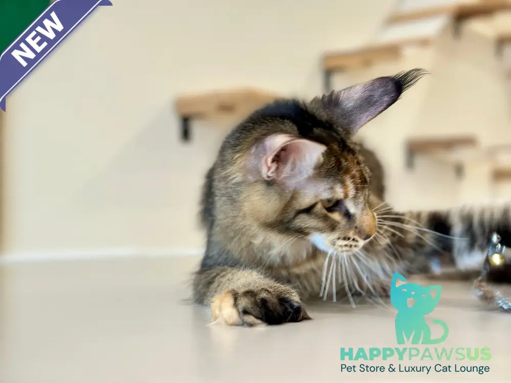 Dara Maine Coon polydactyl female tortie ticked tabby - live animals
