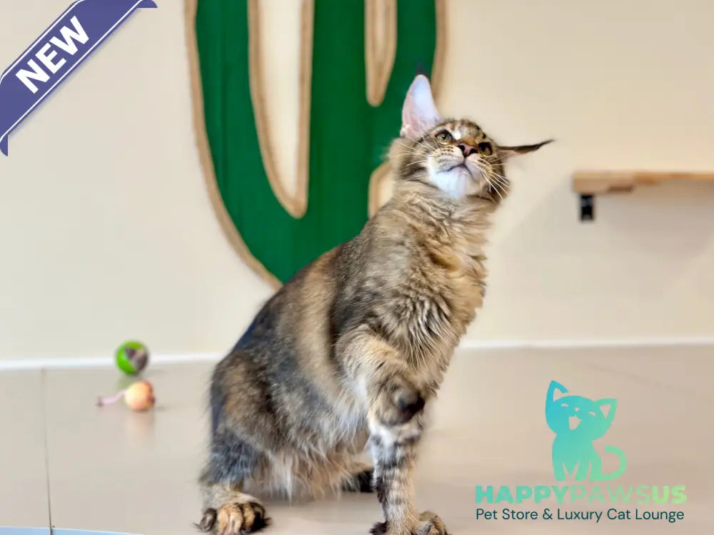Dara Maine Coon polydactyl female tortie ticked tabby - live animals