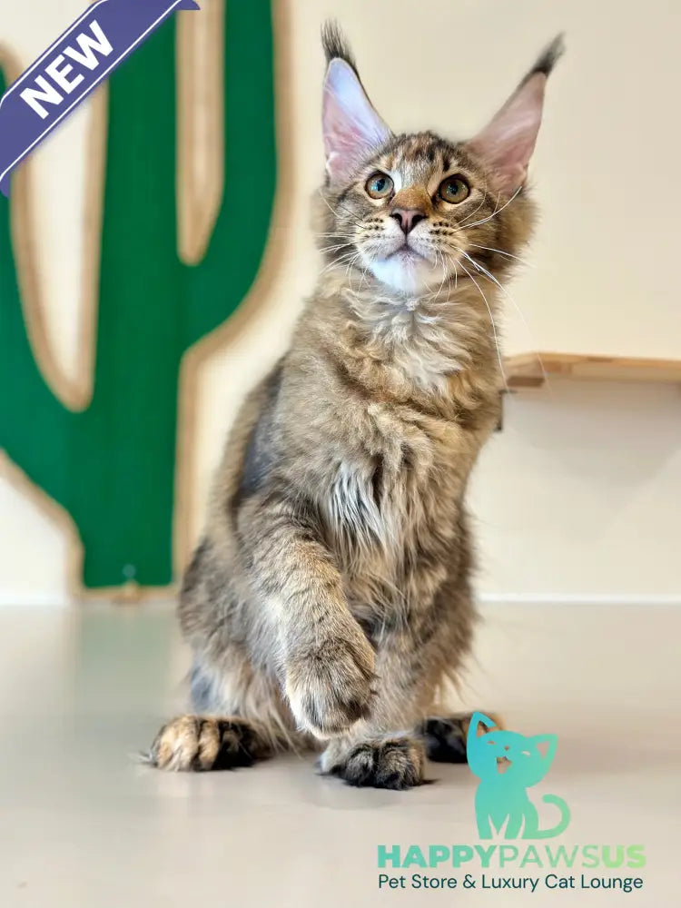 Dara Maine Coon polydactyl female tortie ticked tabby - live animals