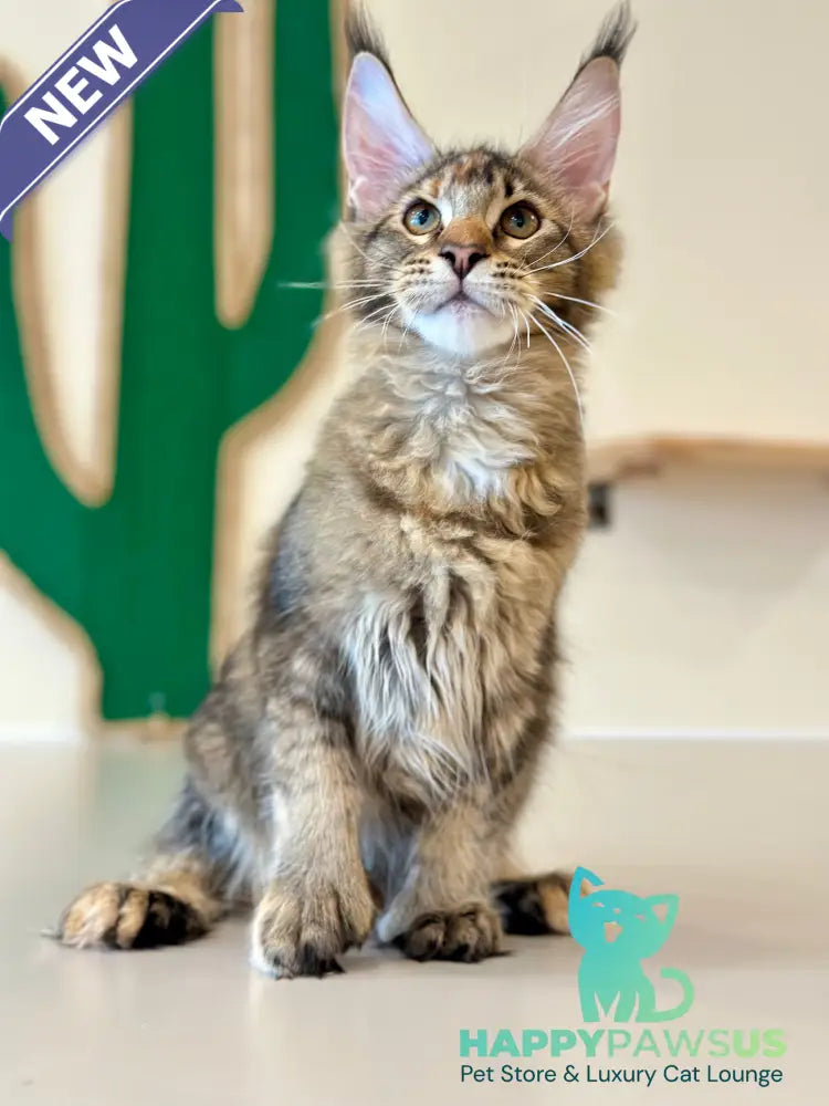 Dara Maine Coon polydactyl female tortie ticked tabby - live animals