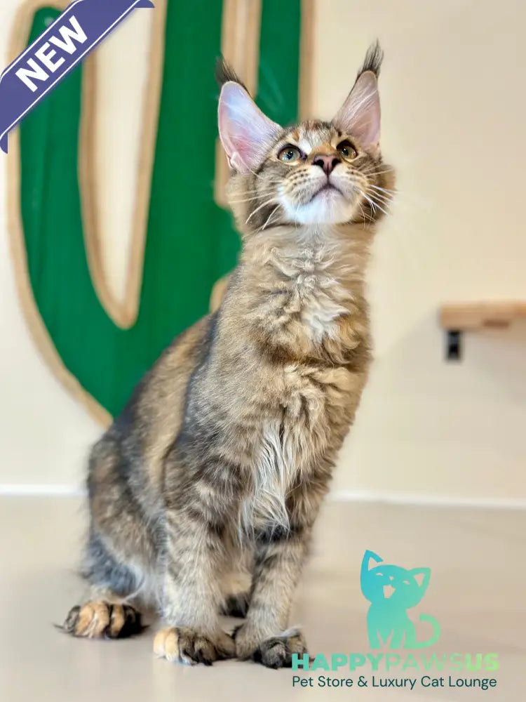 Dara Maine Coon polydactyl female tortie ticked tabby - live animals