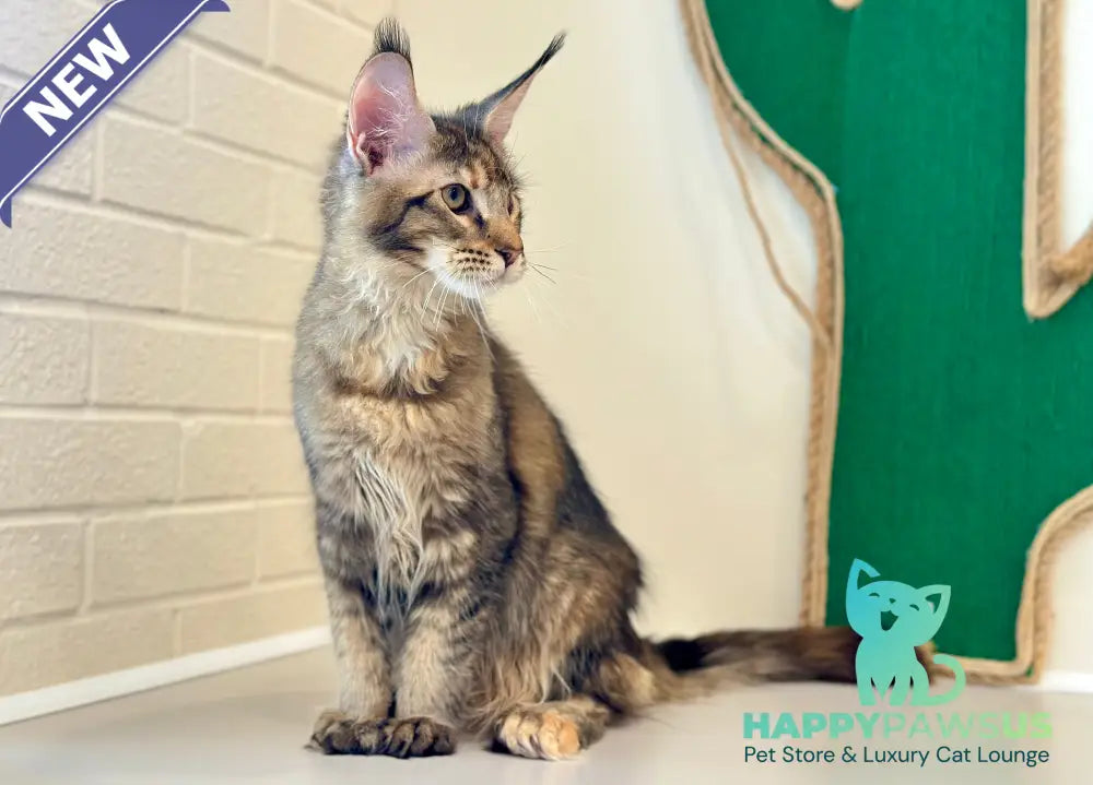 Dara Maine Coon polydactyl female tortie ticked tabby - live animals