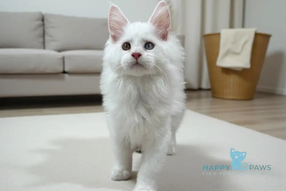 Daren Maine Coon male white live animals