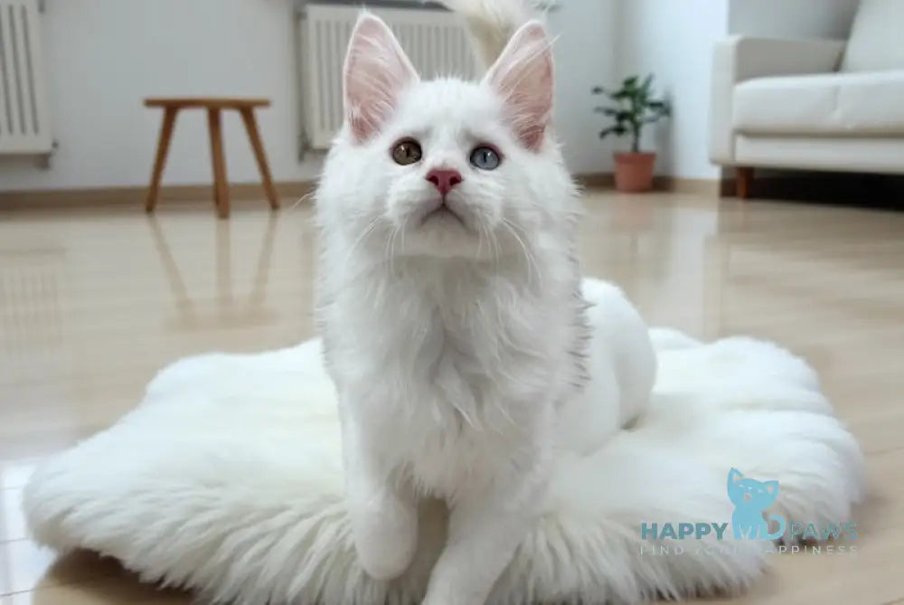 Daren Maine Coon male white live animals