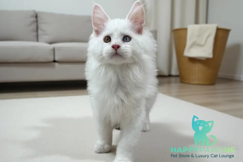 Daren Maine Coon male white live animals