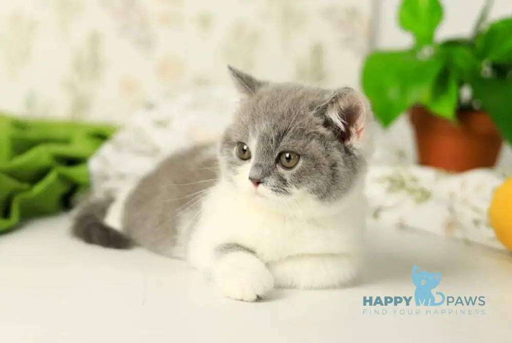 Darik British Shorthair male blue bicolour live animals
