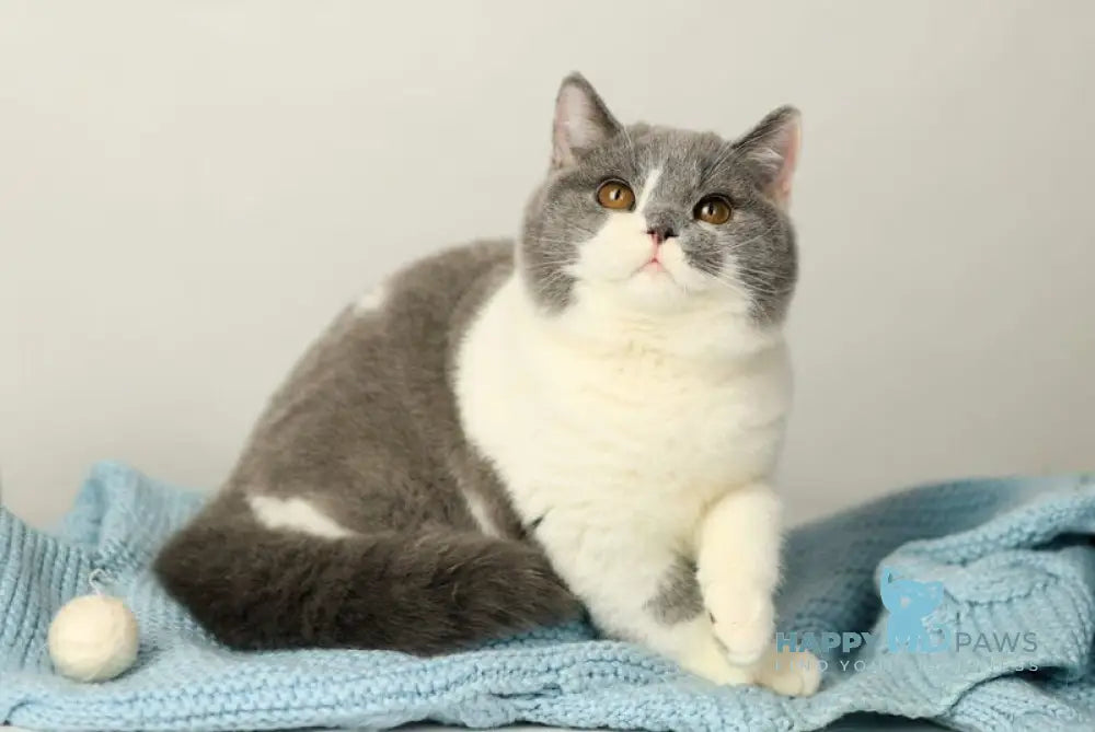 Darik British Shorthair male blue bicolour live animals