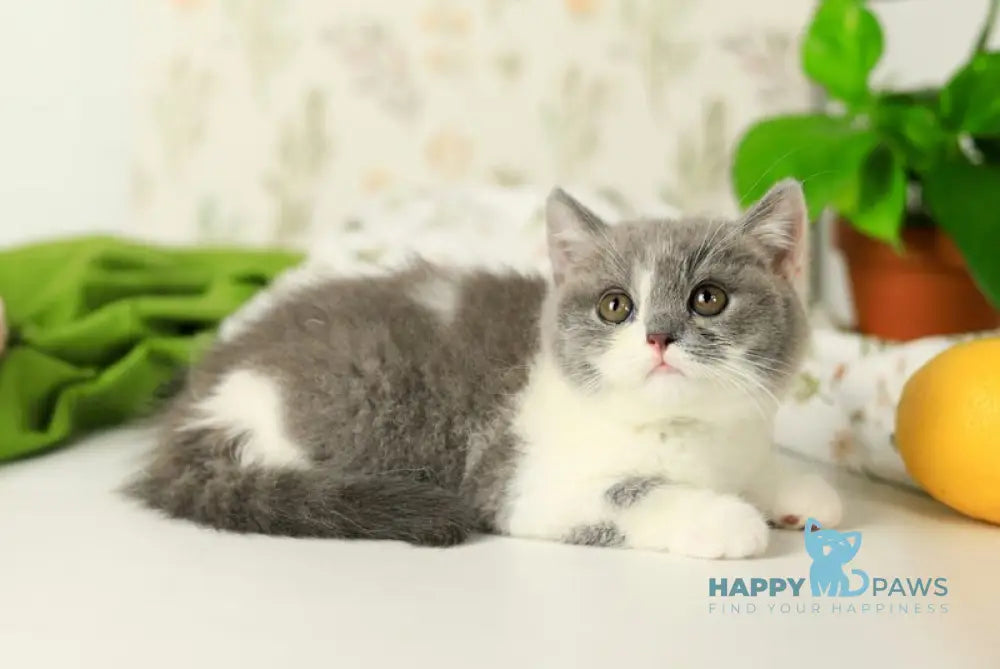 Darik British Shorthair male blue bicolour live animals