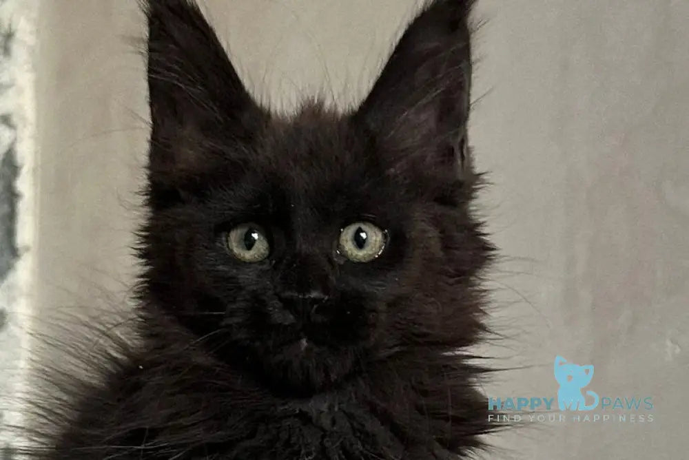 Darina Maine Coon female black live animals