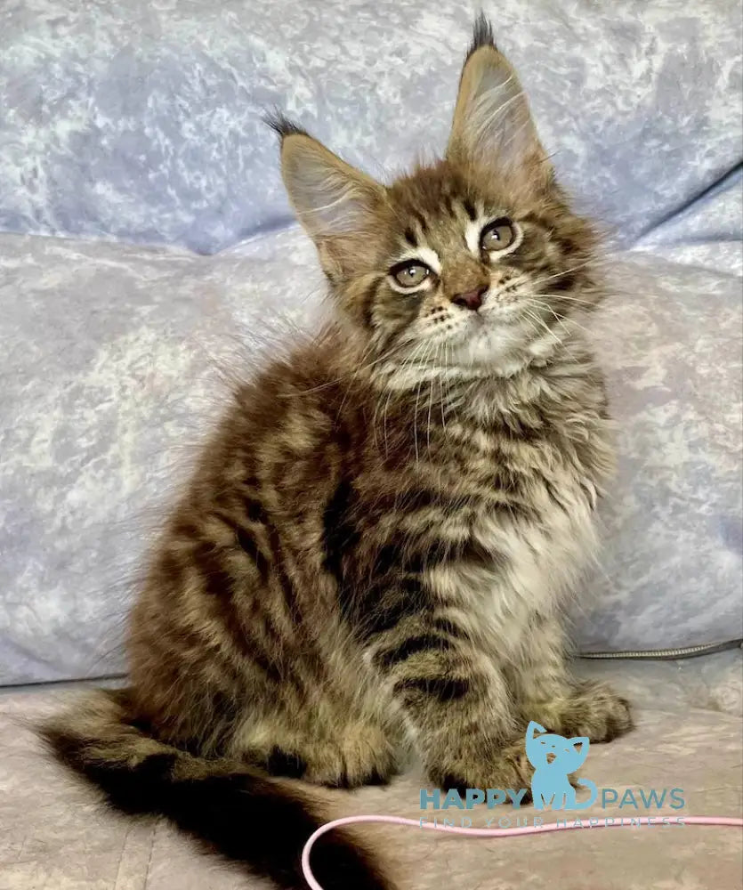 Darina Maine Coon Female Black Spotted Tabby Live Animals