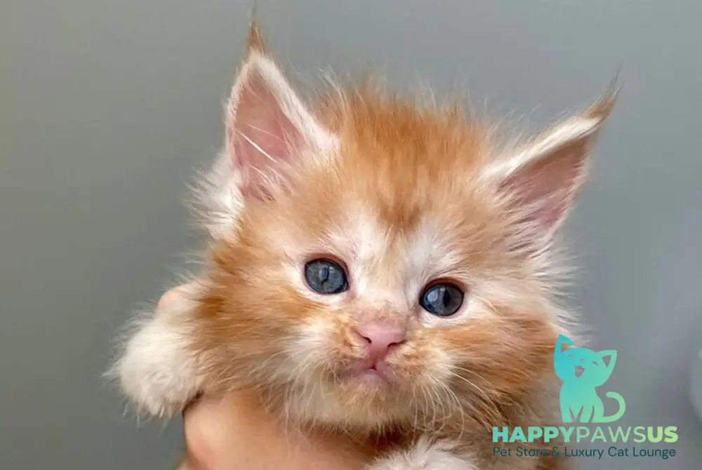 Darina Maine Coon polydactyl female red silver tabby live animals