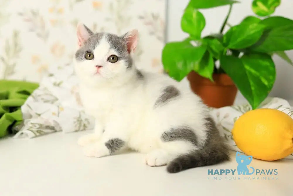 Darini British Shorthair female blue bicolour live animals