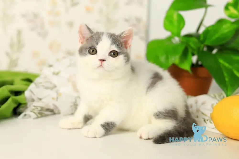 Darini British Shorthair female blue bicolour live animals