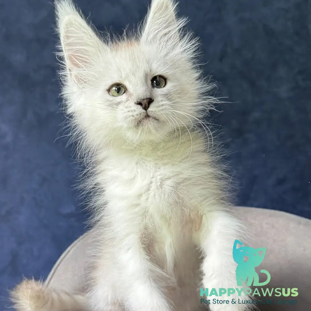 Darius Maine Coon male black silver spotted tabby - live animals