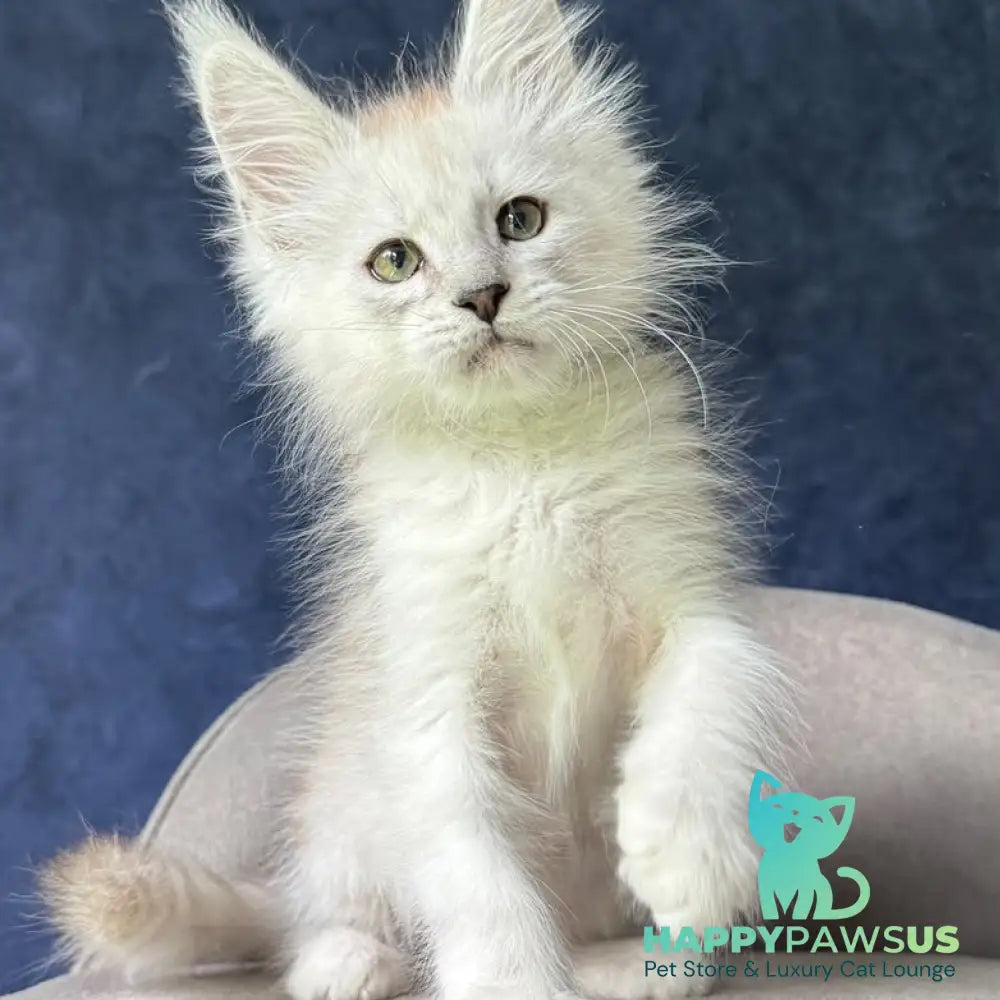 Darius Maine Coon male black silver spotted tabby - live animals