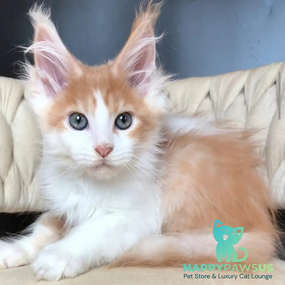 Darius Maine Coon male red tabby bicolour - live animals