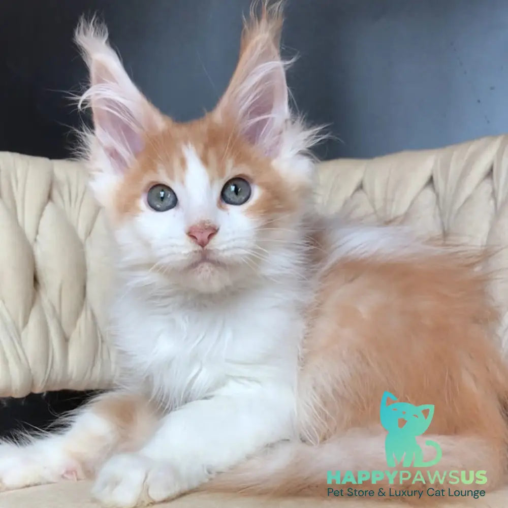 Darius Maine Coon male red tabby bicolour - live animals