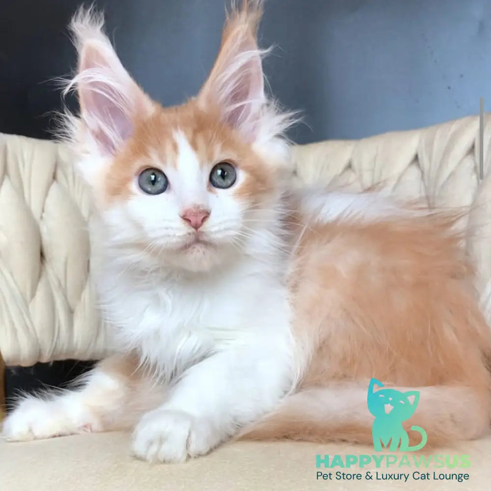 Darius Maine Coon male red tabby bicolour - live animals