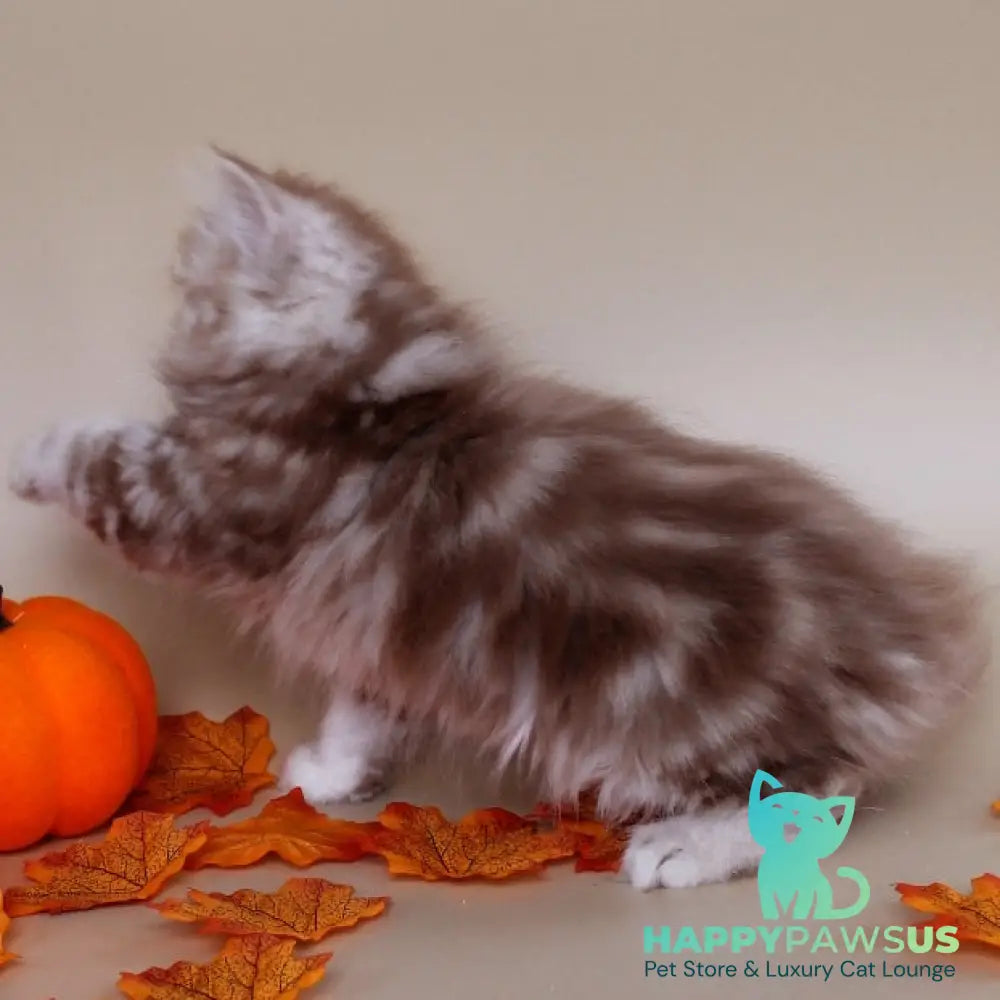 Darius Scottish Straight male cinnamon silver tabby - live animals