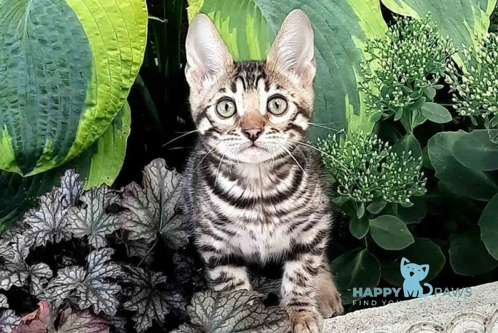 Dark Bengal female black spotted tabby live animals