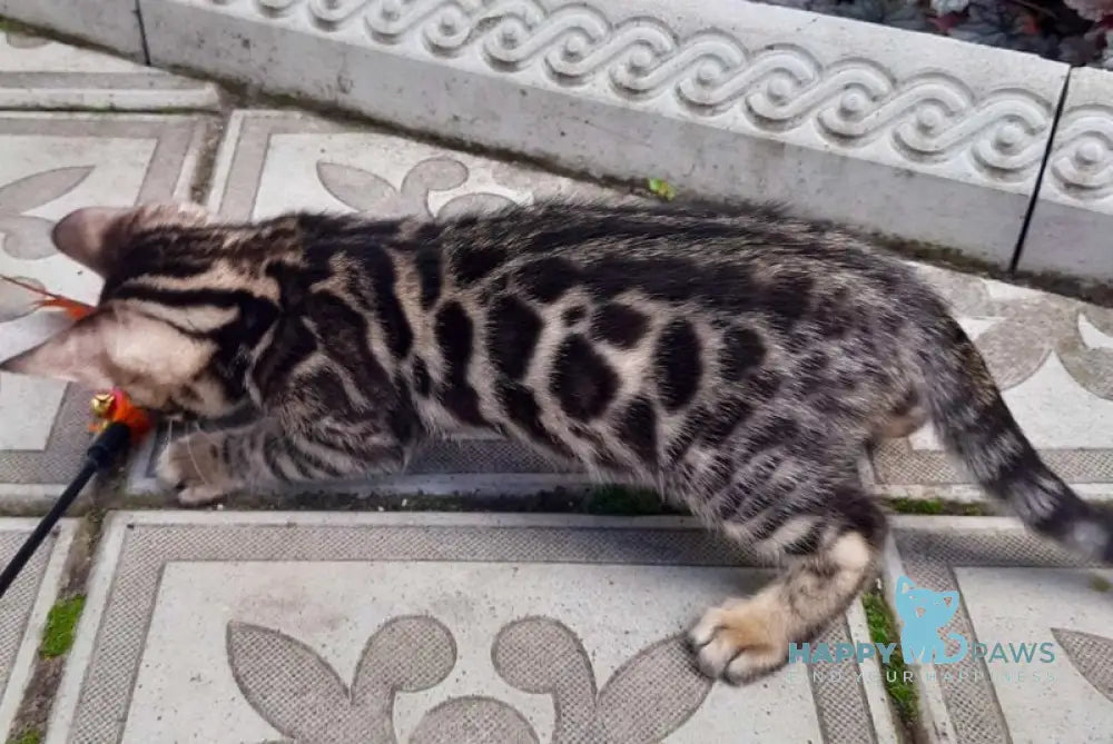 Dark Bengal female black spotted tabby live animals