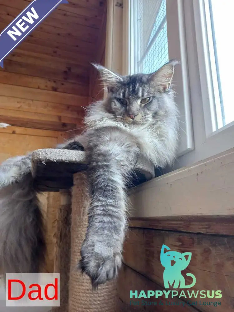 Dark Maine Coon male black - live animals