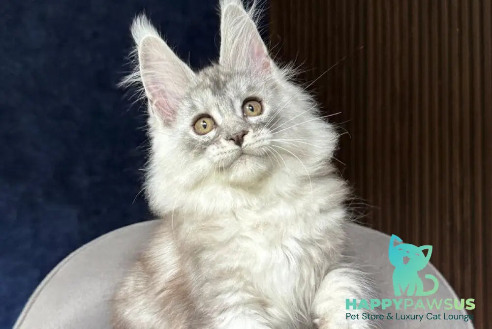 Darlli Maine Coon female black silver tabby - live animals