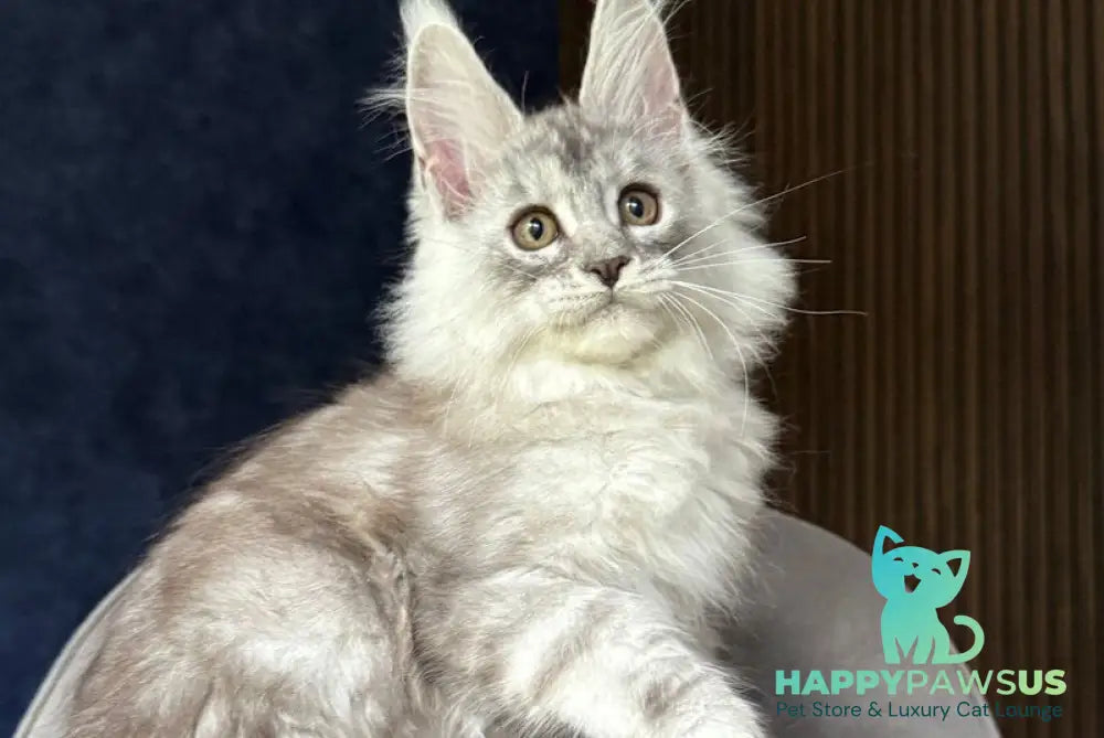 Darlli Maine Coon female black silver tabby - live animals