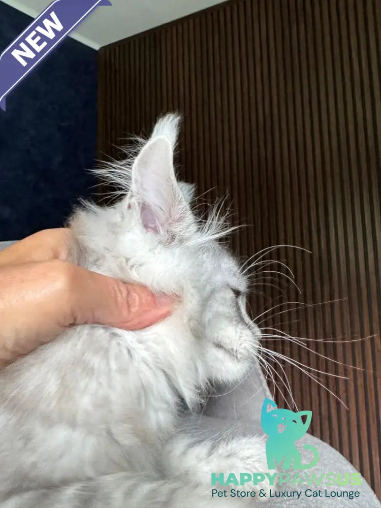 Darlli Maine Coon female black silver tabby - live animals