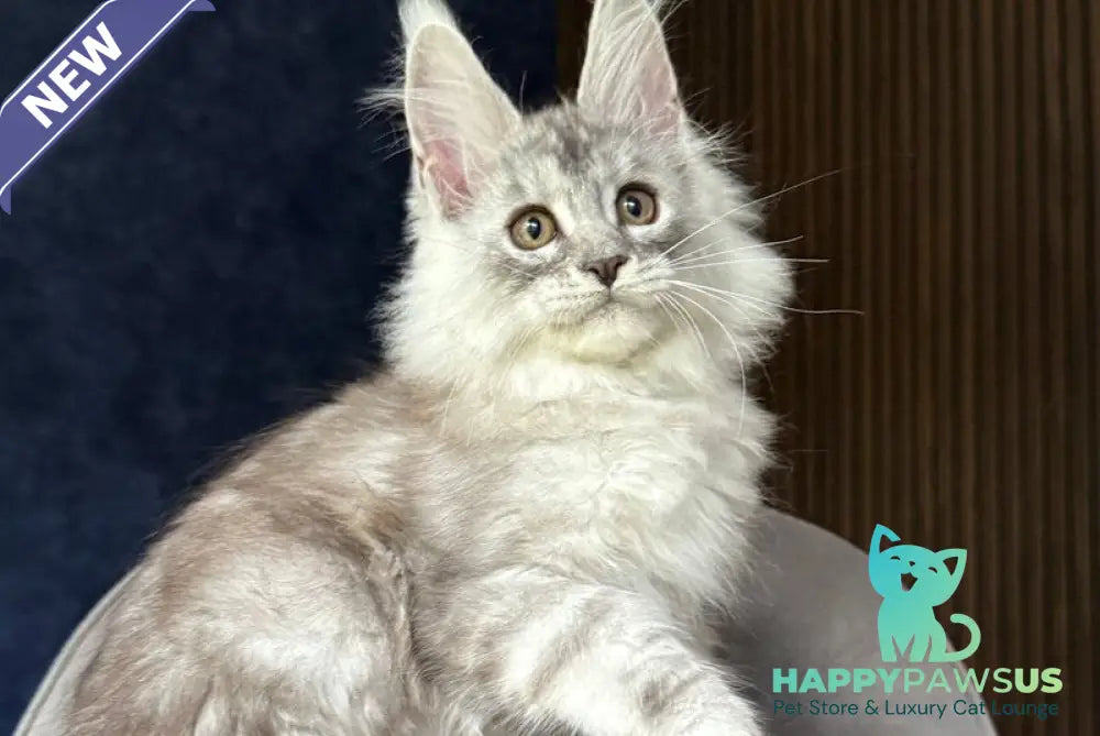 Darlli Maine Coon female black silver tabby - live animals