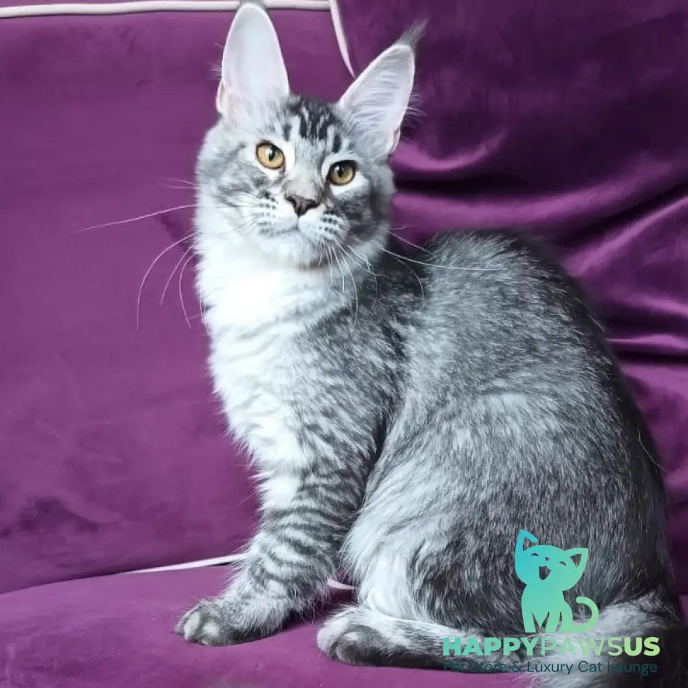Darsia Maine Coon female black silver ticked tabby - live animals