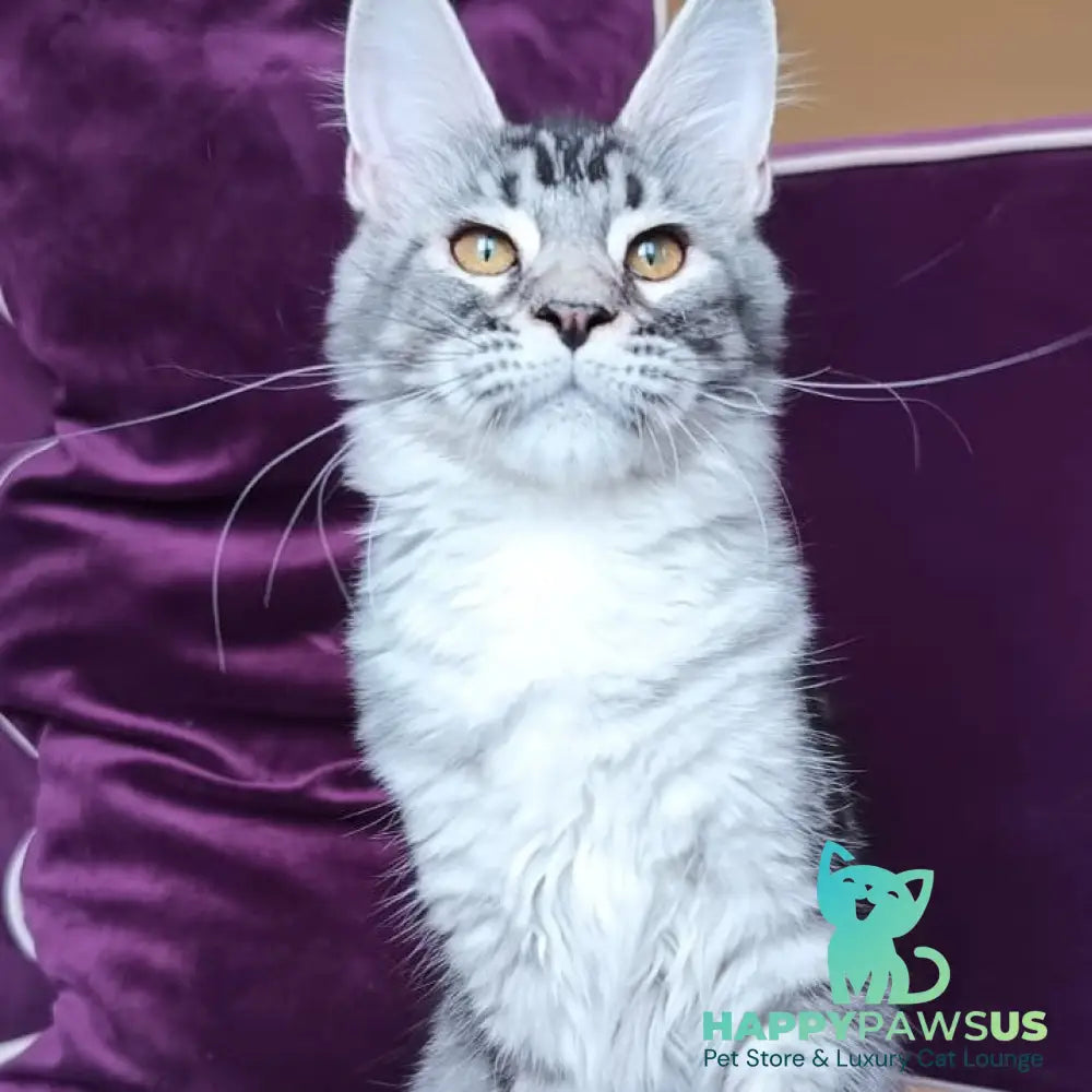 Darsia Maine Coon female black silver ticked tabby - live animals