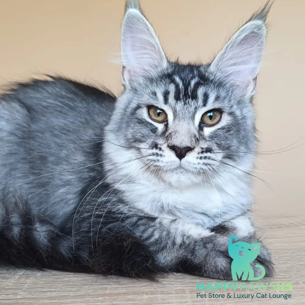 Darsia Maine Coon female black silver ticked tabby - live animals