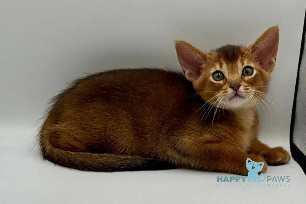 Darsik Abyssinian male ruddy live animals