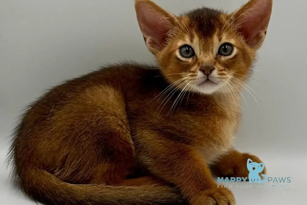 Darsik Abyssinian male ruddy live animals