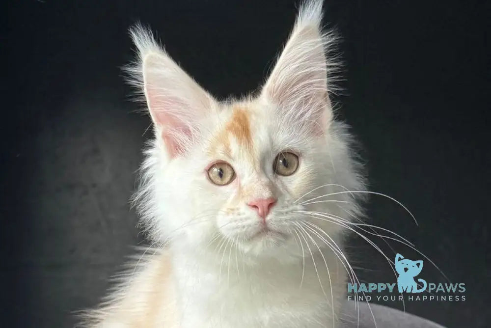 Darsik Maine Coon male red silver live animals