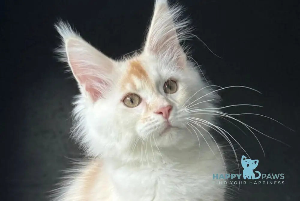 Darsik Maine Coon male red silver live animals