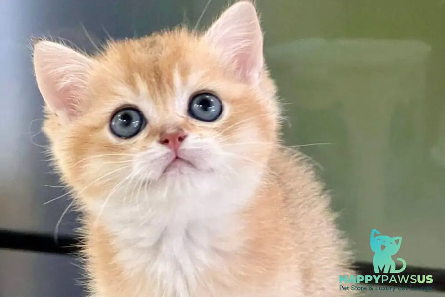 Darvin British Shorthair male black golden shaded - live animals
