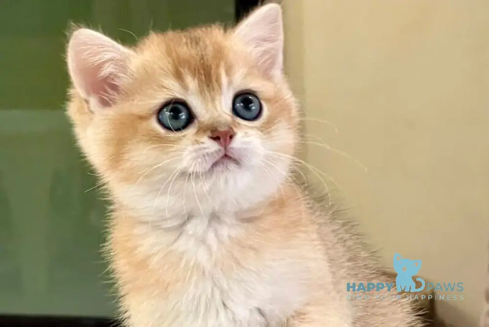 Darvin British Shorthair male black golden shaded - live animals