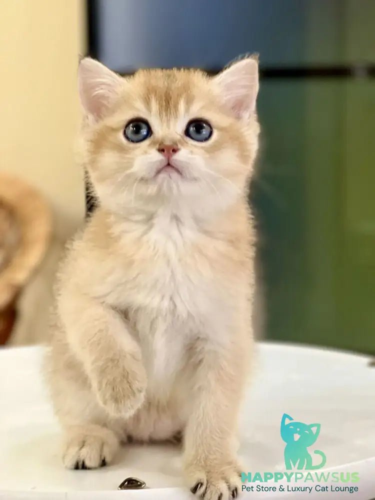 Darvin British Shorthair male black golden shaded - live animals