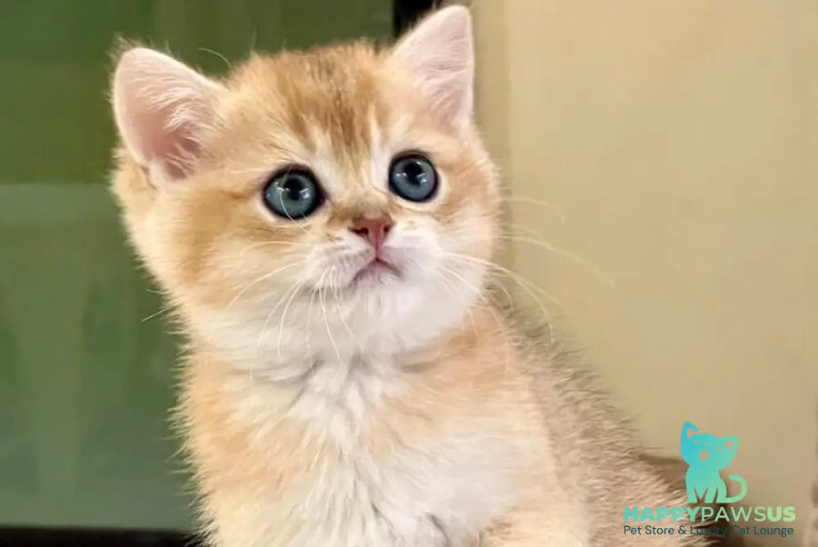 Darvin British Shorthair male black golden shaded - live animals