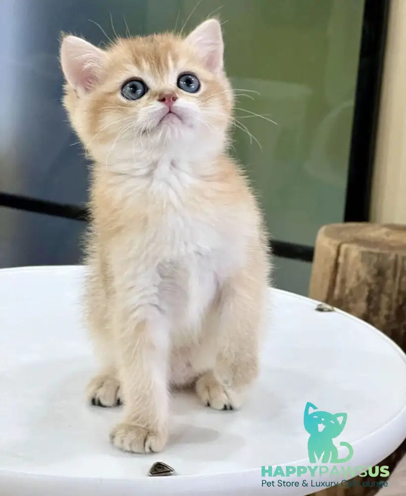 Darvin British Shorthair male black golden shaded - live animals