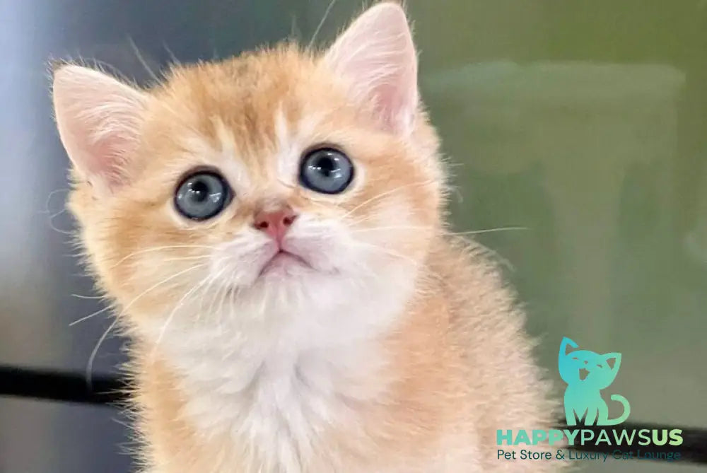Darvin British Shorthair male black golden shaded - live animals