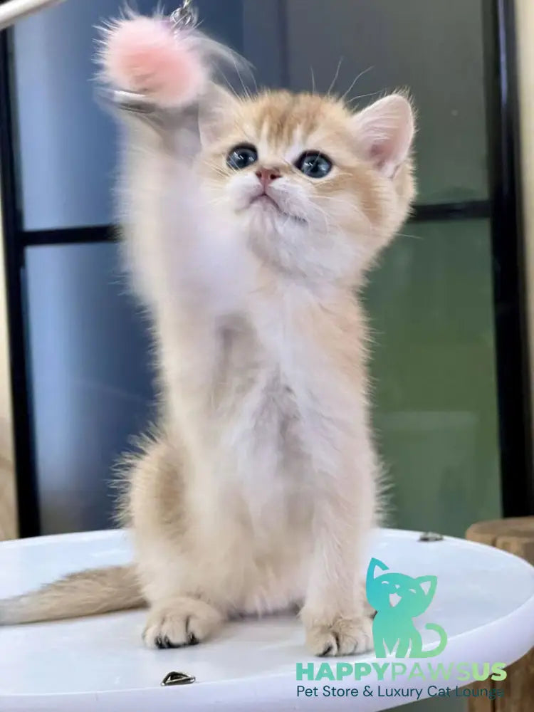 Darvin British Shorthair male black golden shaded - live animals