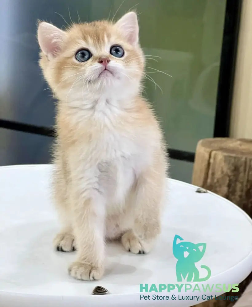 Darvin British Shorthair male black golden shaded - live animals