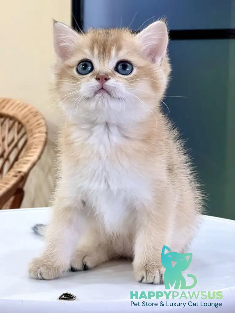 Darvin British Shorthair male black golden shaded - live animals