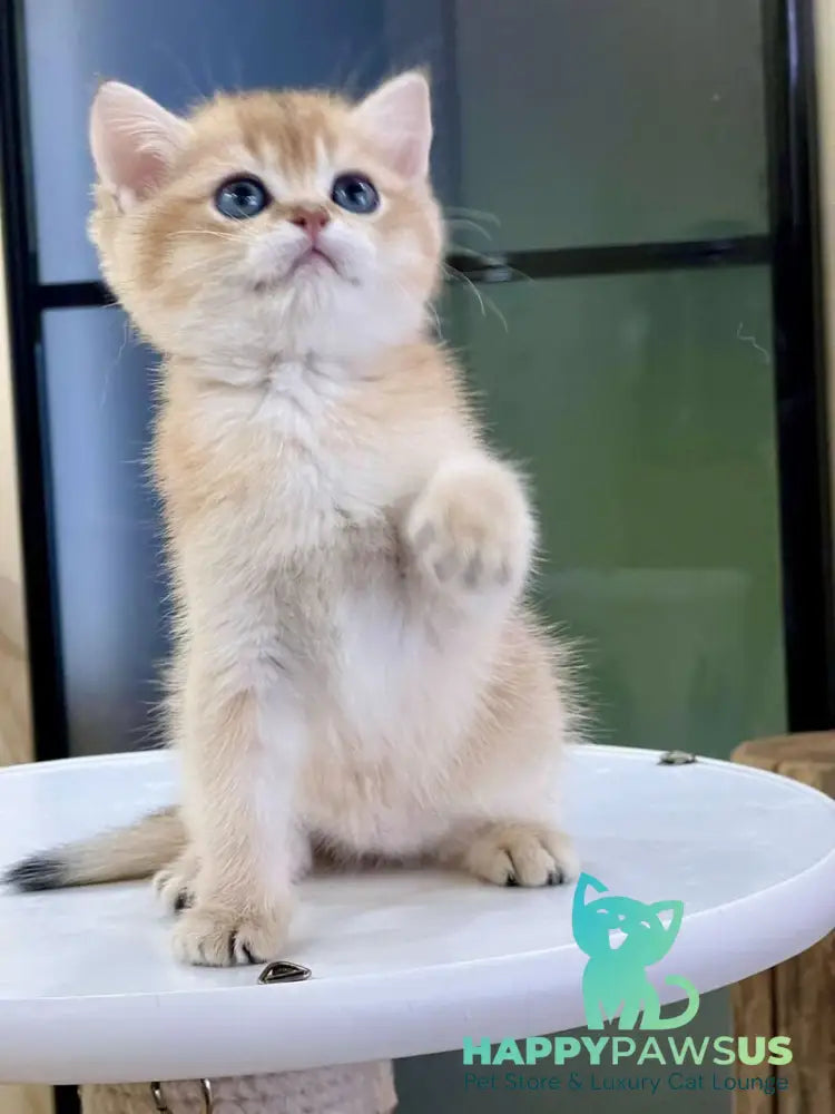 Darvin British Shorthair male black golden shaded - live animals